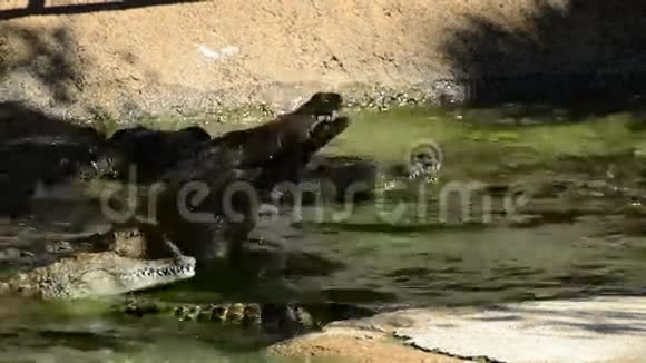 鳄鱼在河里吃东西视频的预览图