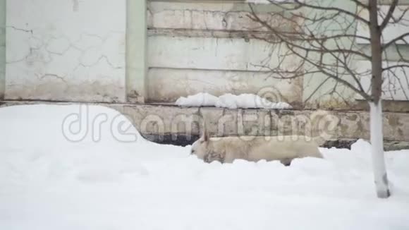冬天在雪街上流浪白狗慢动作视频的预览图