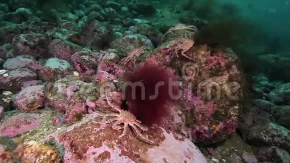 巴伦支海海底的帝王蟹视频的预览图