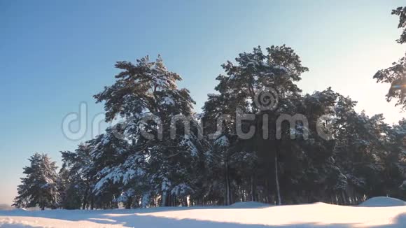 冬松日林中雪的阳光运动冻霜圣诞新年树生活方式新概念视频的预览图