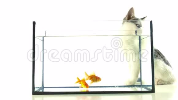 金鱼和猫视频的预览图