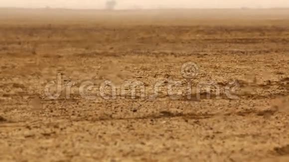 沙漠中的幻影视频的预览图
