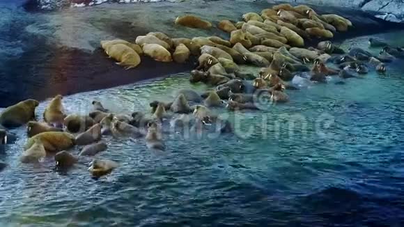 海象航空在新地球维加奇岛上的喂养基地视频的预览图