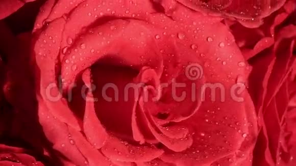 美丽的红玫瑰花束与旋转视频的预览图