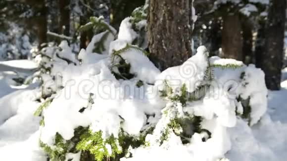 奇妙的冬天森林覆盖着雪视频的预览图