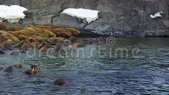 在俄罗斯北部荒野的海象观新地球瓦伊加奇岛视频的预览图