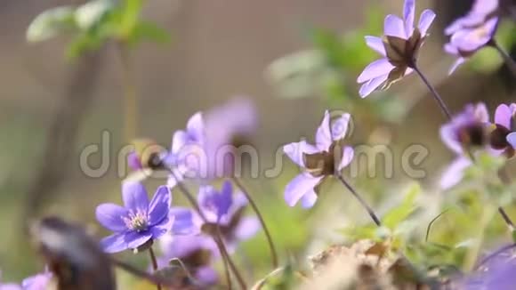 春天的蓝色花朵视频的预览图