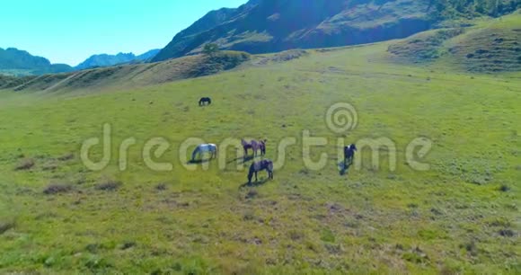 在草地上飞过野马群春山野自然自由生态概念视频的预览图