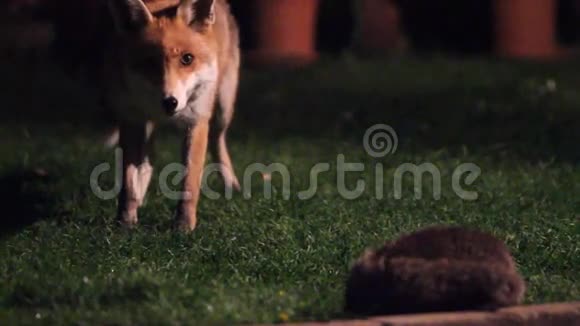 晚上是狐狸视频的预览图