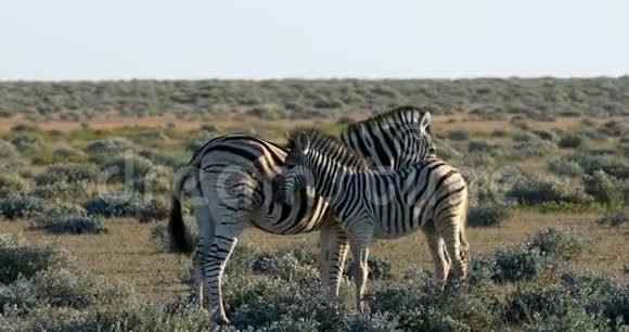 纳米比亚埃托沙水坑的斑马野生动物狩猎视频的预览图