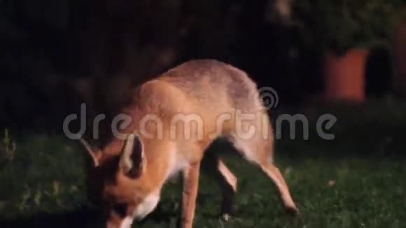 晚上是狐狸视频的预览图