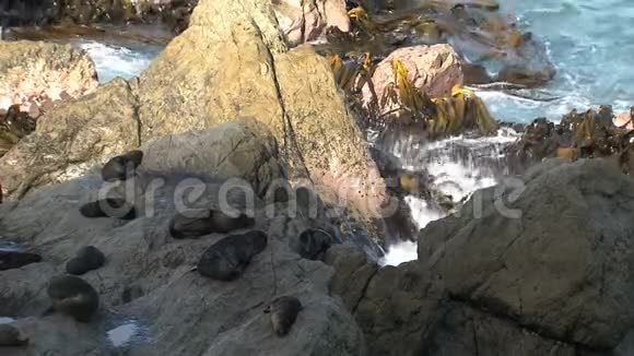 岩石上的海豹纽西兰视频的预览图