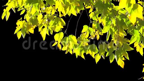 阿尔法通道树叶子视频的预览图