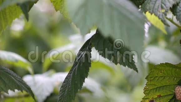 植物和树的健康果实视频的预览图