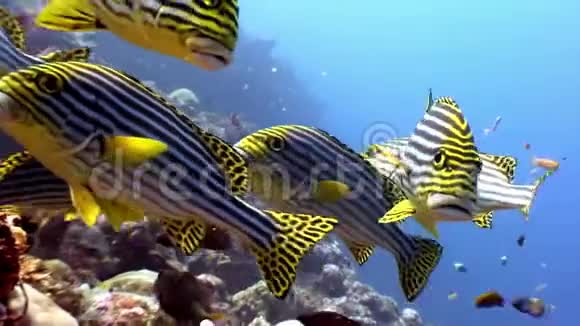 马尔代夫海床上的条纹鱼群视频的预览图