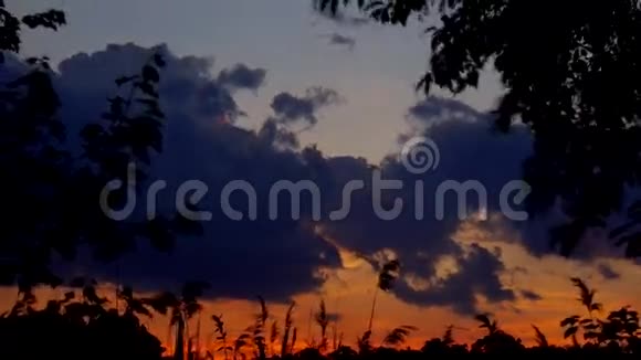 芦苇映衬着夕阳视频的预览图