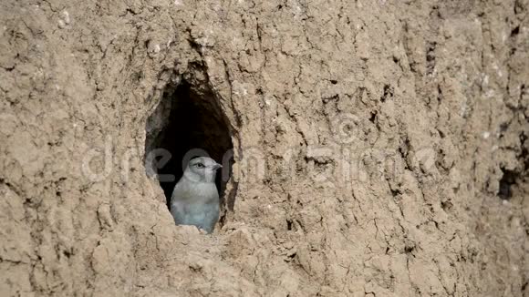 欧洲的滚床鸟小鸡准备飞出洞窟视频的预览图