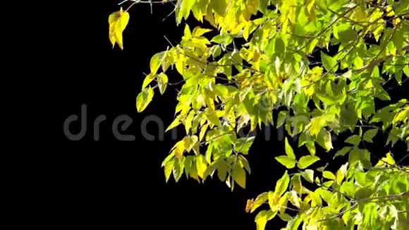 阿尔法通道树叶子视频的预览图