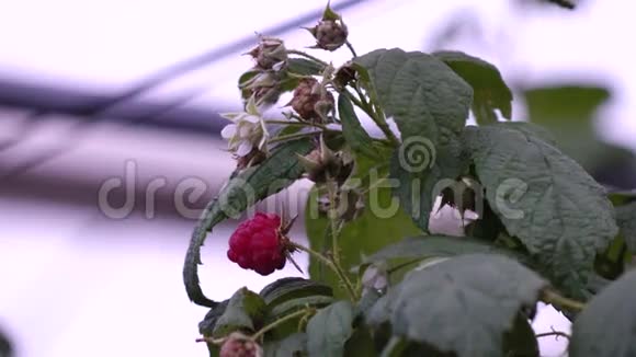 植物和树的健康果实视频的预览图