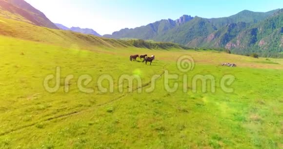 在草地上飞过野马群春山野自然自由生态概念视频的预览图