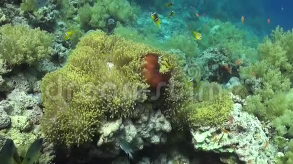 红海中海葵科植物中的小丑鱼视频的预览图