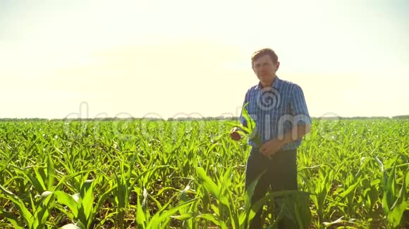 玉米老农穿过田野走向照相机慢动作视频玉米地农业玉米老农视频的预览图
