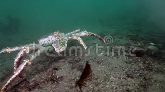 巨大的帝王蟹在巴伦支海寻找食物视频的预览图