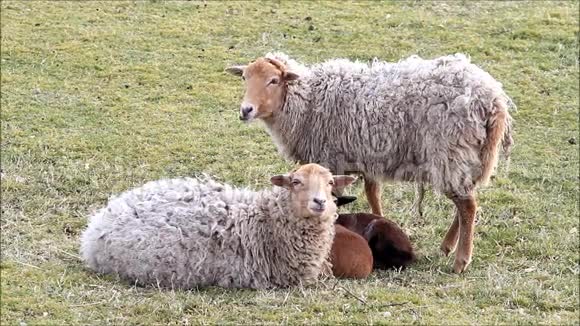 春天有羔羊的白褐色绵羊视频的预览图