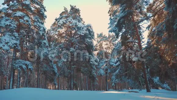 冬松生活方式的阳光林在雪地里阳光运动冻霜圣诞新年树新概念视频的预览图