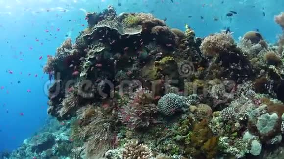 印度尼西亚生物多样性珊瑚礁视频的预览图