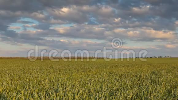 早春在顿河辽阔的草原上雷云在冬小麦的田野上移动视频的预览图