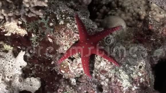 海星水下红海视频的预览图