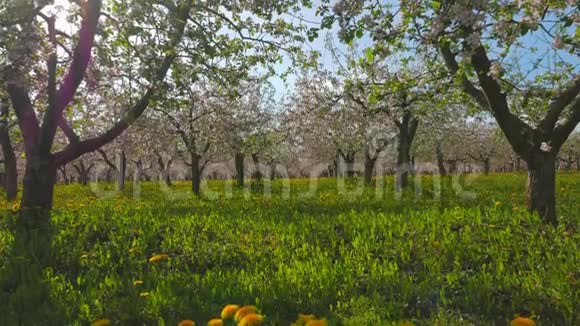 绽放的苹果园和阳光视频的预览图