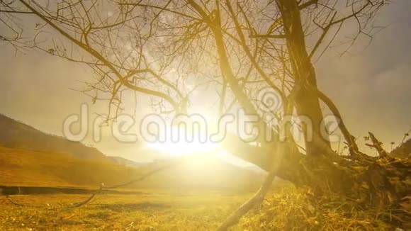 死亡树和枯黄的草在云和太阳光线的蒙天景观的时间流逝水平滑块运动视频的预览图