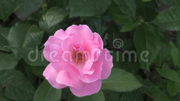 粉红玫瑰花视频的预览图