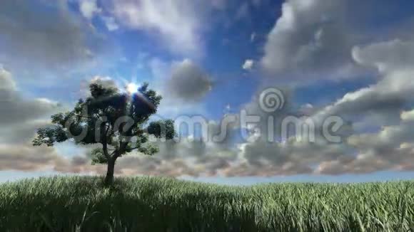 绿茵草地上的孤植树日落时分视频的预览图