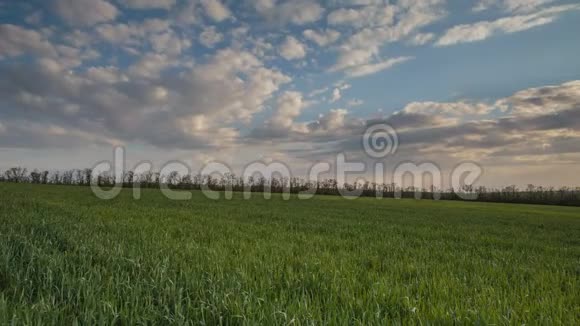 早春在顿河辽阔的草原上雷云在冬小麦的田野上移动视频的预览图