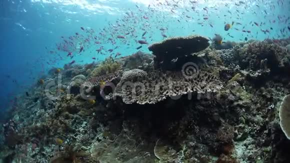 印度尼西亚阿拉尔健康和充满活力的珊瑚礁视频的预览图