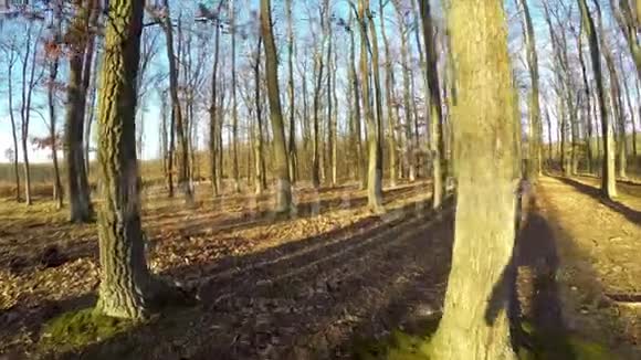 秋天晴天的橡树林视频的预览图