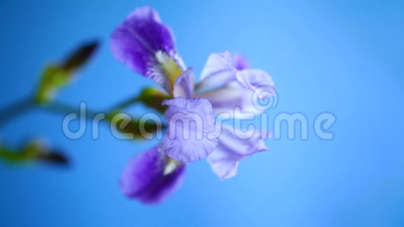 美丽的紫罗兰鸢尾花视频的预览图