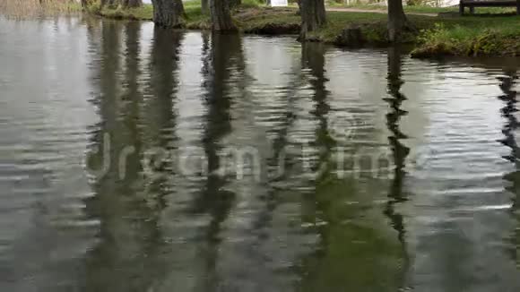 树在湖水上的倒影背景视频的预览图