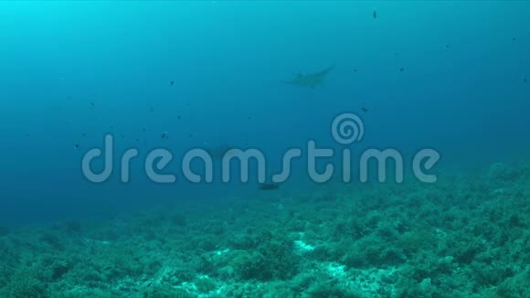 珊瑚礁上的两条曼塔射线视频的预览图