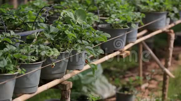 越南大拉特省顿杜贡区有机草莓农场视频的预览图