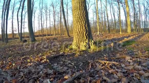 秋天晴天的橡树林视频的预览图