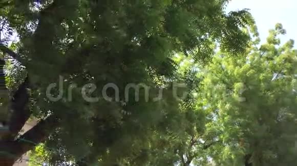街上的大树视频的预览图