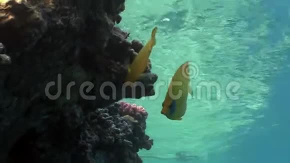 在干净的蓝色背景下的红海里的珊瑚鱼视频的预览图