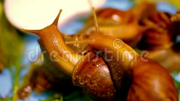 许多蜗牛爬行和吃植物宏观视频的预览图