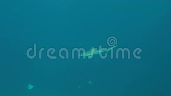 珊瑚礁上的灰礁鲨视频的预览图