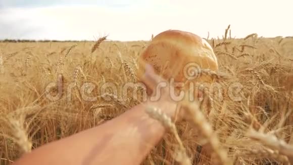 人类在麦田里拿着面包慢生活方式运动视频小麦领域的成功农学家收获时间视频的预览图