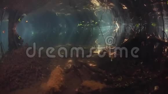 RajaAmpat蓝水红树林视频的预览图